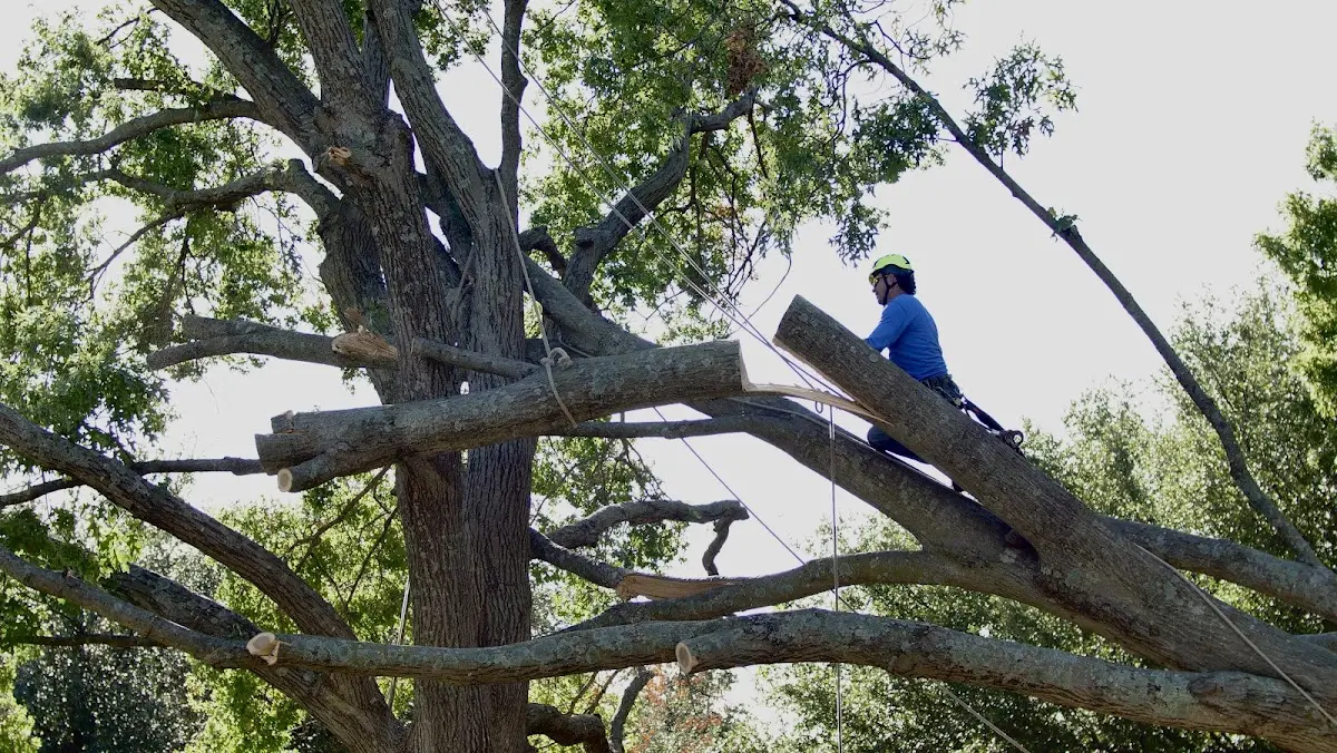 Professional Crown Thinning performed by certified arborists in Valley Lee